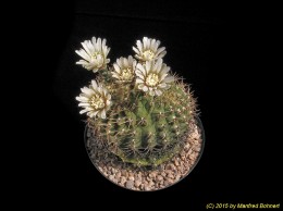 Gymnocalycium triacanthum 463